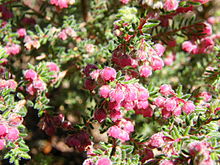 Erica haematocodon.JPG