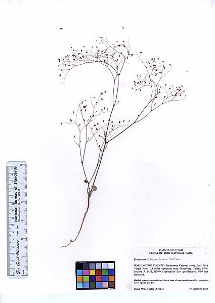 File:Eriogonum subreniforme (6050660690).jpg