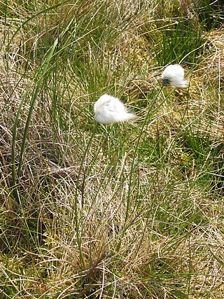 <i>Eriophorum brachyantherum</i> Species of sedge