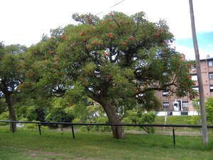 Albero di corallo comune (Erythrina crista-galli)