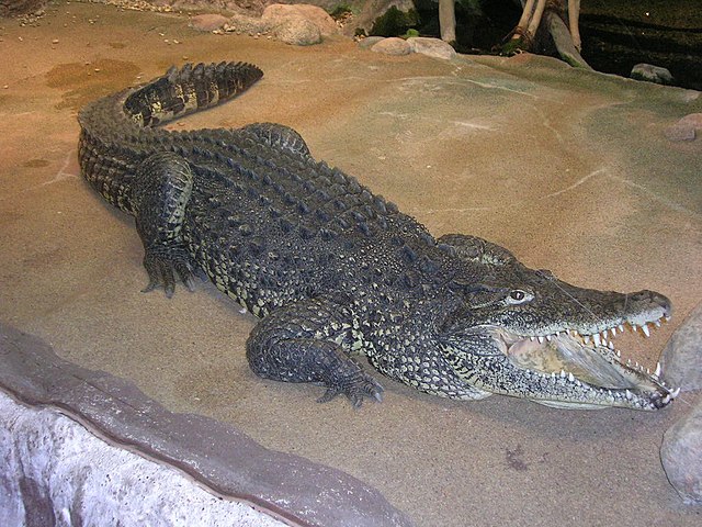 Кубинский крокодил — Википедия