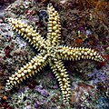 * Nomination Spiny starfish (Marthasterias glacialis), Arrábida Natural Park, Portugal --Poco a poco 11:10, 23 August 2022 (UTC) * Promotion  Support Good quality. --Charlesjsharp 18:25, 23 August 2022 (UTC)