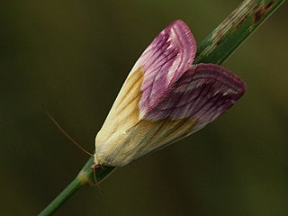 <i>Eublemma purpurina</i> Species of moth