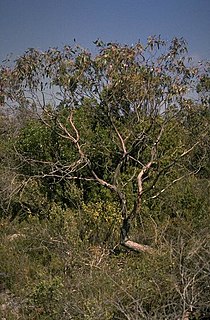 <i>Eucalyptus arcana</i> Species of plant