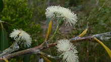 Many species of Eucalyptus, such as the Eucalyptus luehmanniana, thrive in the Royal National Park. Eucalyptus luehmanniana.jpg