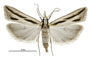 Eudonia trivirgata female.jpg