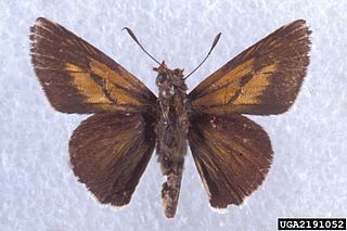 <i>Euphyes arpa</i> Species of butterfly