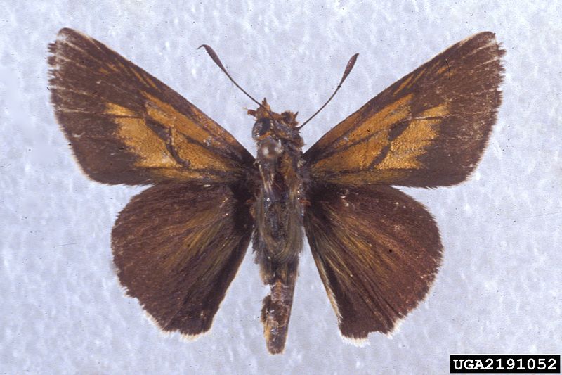 File:Euphyes arpa 2191052.jpg