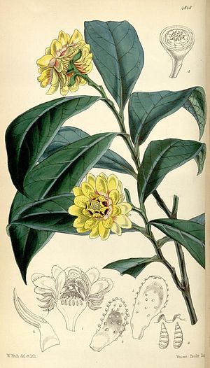 Eupomatia laurina.jpg