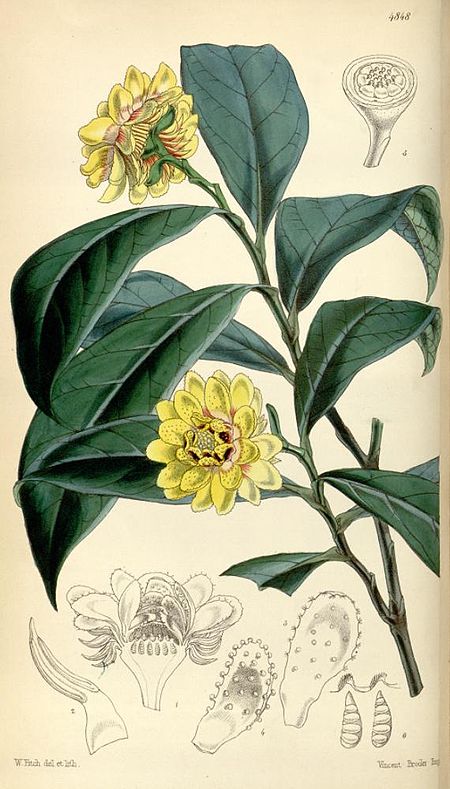 Eupomatiaceae