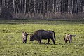 * Nomination European bison (Bison bonasus) female and calves --Charlesjsharp 09:19, 9 May 2023 (UTC) * Promotion  Support Good quality. --Ermell 21:52, 9 May 2023 (UTC)