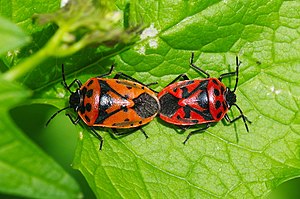 Black-backed vegetable bug (Eurydema ornata)