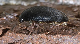 Tetratomidae Family of beetles