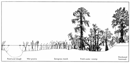 Tập_tin:Everglades_vegetation_cross_section.gif