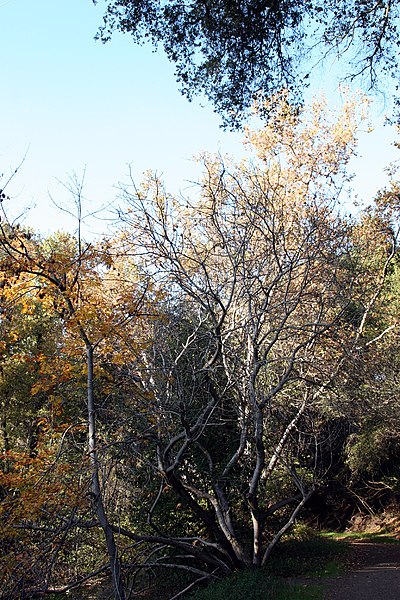 File:Fall - panoramio.jpg