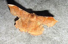 Fascellina chromataria? castanea? (Geometridae- Ennominae) (7210926872) .jpg