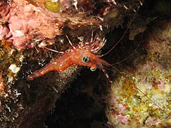 Cinetorhynchus reticulatus