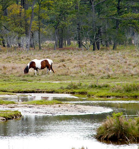 Fail:Feral pony - Chincoteague National Wildlife Refuge - Virginia - B - Sarah Stierch.jpg