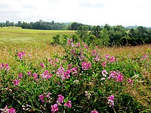 foto de um campo fértil com flores em primeiro plano.