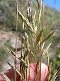 Miniatura para Festuca idahoensis