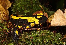 La salamandra pezzata (Salamandra salamandra) si muove nel muschio dei boschi dopo forti piogge.