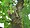 Ficus hispida Linn. f.jpg