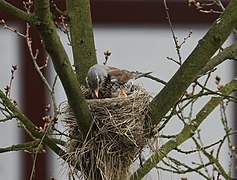 Ein Nest ist ein eher geschützter Raum