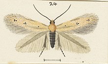 Illustration of male S. insignis by George Hudson. Fig 24 MA I437922 TePapa Plate-LXI-A-supplement full (cropped).jpg
