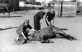 Fortune Salaire Mensuel de Auxiliaire Veterinaire Combien gagne t il d argent ? 1 000,00 euros mensuels