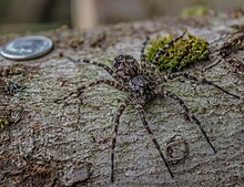 Dolomedes - Wikipedia