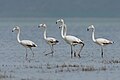 * Nomination Greater flamingo (Phoenicopterus roseus) at Ichkeul national parkI, the copyright holder of this work, hereby publish it under the following license:This image was uploaded as part of Wiki Loves Earth 2024. --El Golli Mohamed 14:56, 28 May 2024 (UTC) * Promotion  Support Good quality. --Ermell 19:27, 31 May 2024 (UTC)