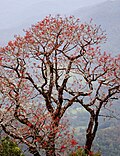 Miniatura per Brachychiton acerifolius