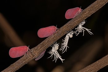 Fulgoromorfos (Flatida rosea) e suas ninfas, Reserva especial de Ankarana, Madagascar. A espécie é encontrada nas florestas tropicais secas de Madagascar e os insetos adultos são gregários, os grupos se orientam de maneira que se assemelham a uma haste de flor. As ninfas (brancas) produzem excreções cerosas. Estas as ajudam a assemelhar-se a liquens, o que lhes garante certa proteção contra ataques de predadores. Os adultos têm largas asas cor-de-rosa que seguram verticalmente em forma de tenda, ocultando todo o corpo. Como outros insetos desta família, tanto os adultos quanto as ninfas se alimentam furando a casca com o aparelho bucal e sugando a seiva do floema. Os adultos são móveis e podem saltar, tal como os gafanhotos se forem perturbados. (definição 4 543 × 3 029)