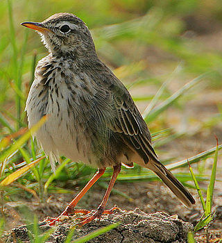 <span class="mw-page-title-main">Malindi pipit</span> Species of bird