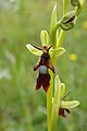 Ophrys insectifera Germany - Harste