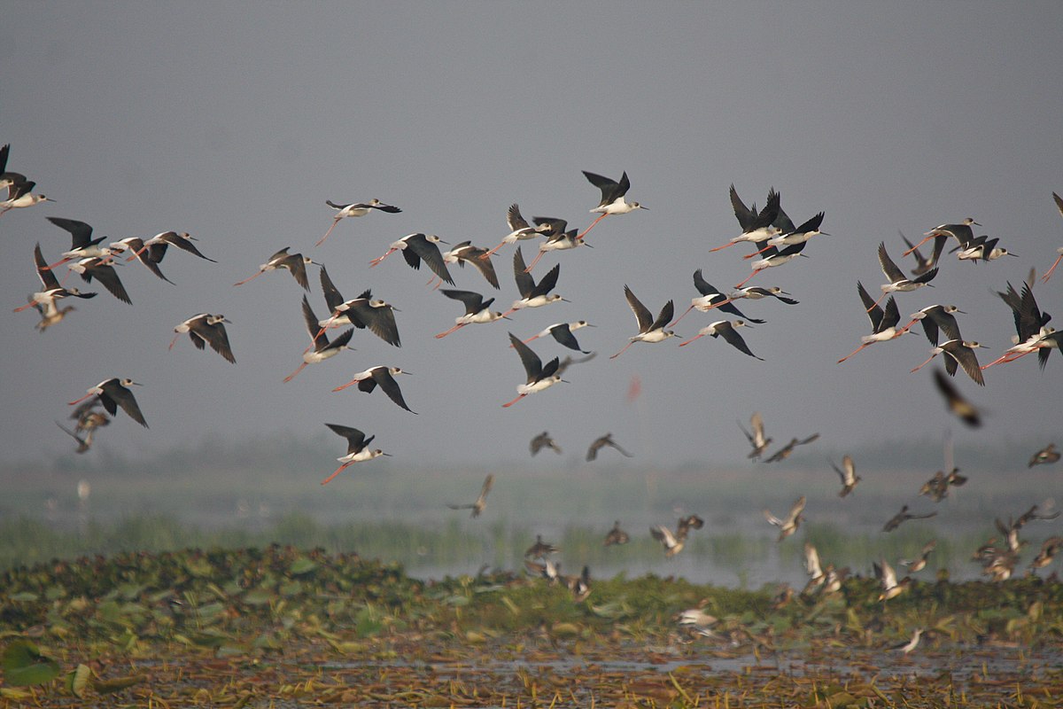 Flock (birds) - Wikipedia