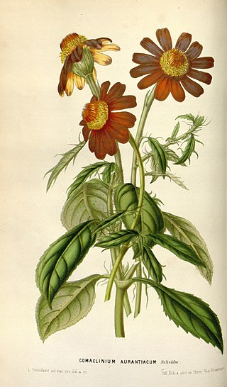 <i>Comaclinium</i> Genus of flowering plants
