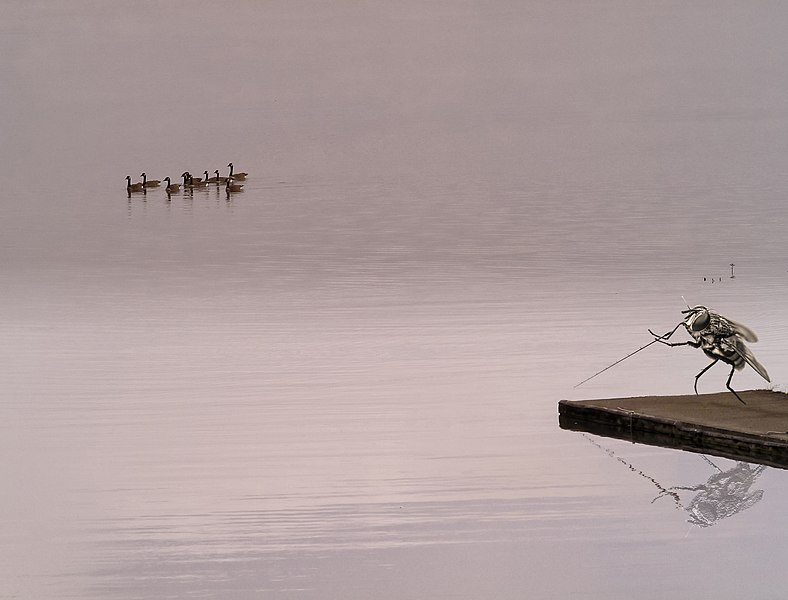 File:Fly-fishing IMG 9727.jpg