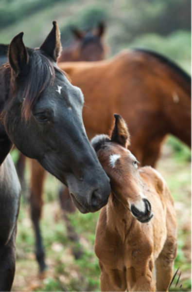 File:Fotografo-de-caballos-pura-raza-andaluz.jpg