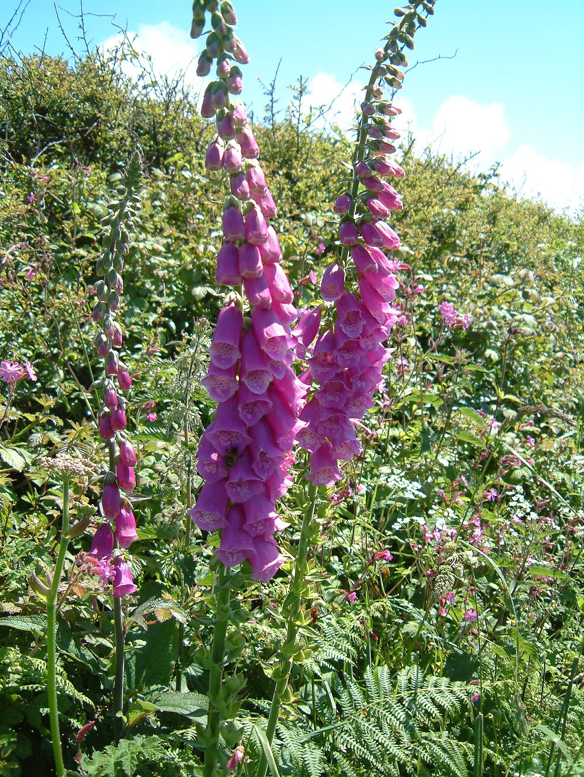 foxglove - Wiktionary.