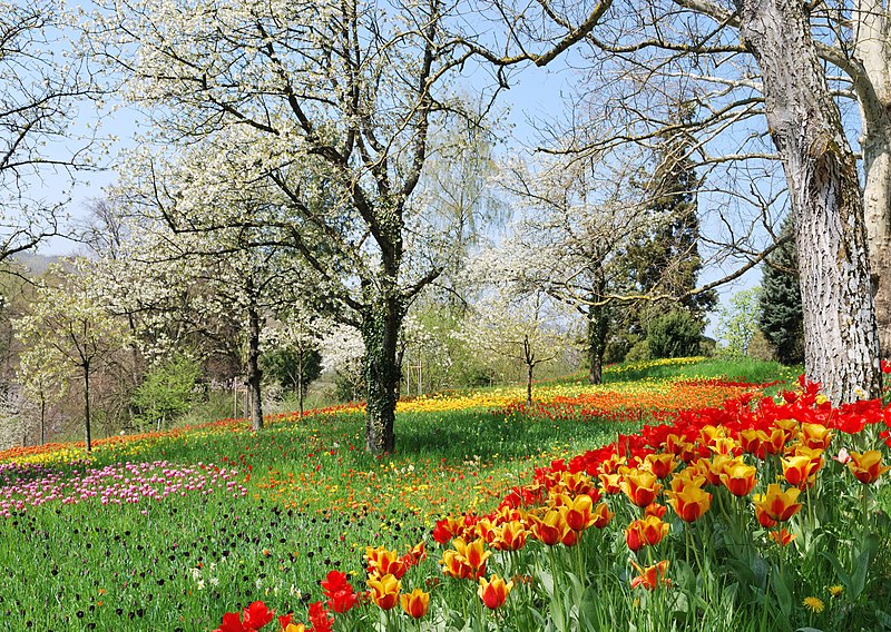 File:Frühlingsallee Tulpenblüte 2010 (1).jpg