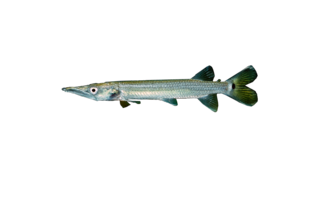 <i>Ctenolucius hujeta</i> Species of fish