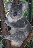 Dişi (solda) ve erkek koala
