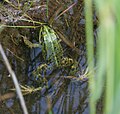 Frog in water.JPG