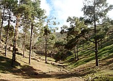 Anpflanzung Kanarischer Kiefern im Parque Rural de Betancuria / Castillo de Lara – der einzigen Wald auf Fuerteventura