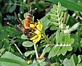 Gaint Honey Bee (Apis dorsata) on Tribulus terrestris W IMG 1020.jpg