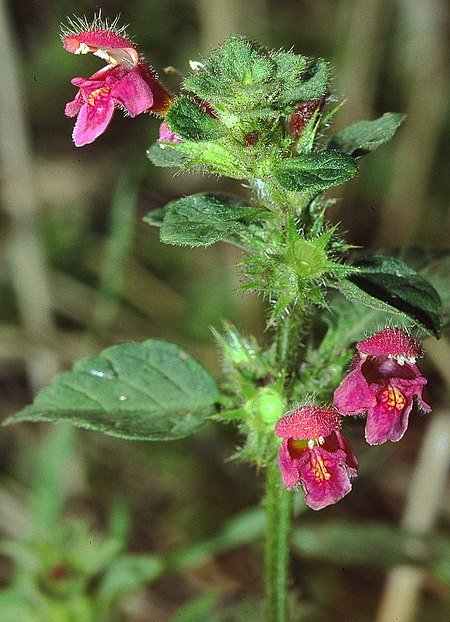 Galeopsis pubescens