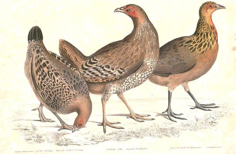 File:Gallus gallus, G. lafayetii & G. varius Hardwicke.jpg