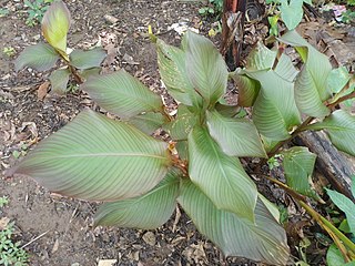 <i>Canna discolor</i> Species of flowering plant