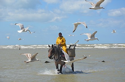 Horse Shrimper, a historical profession which, in Oostduinkerke, is carried on in the modern day. Oostduinkerke is the only place in the world where this profession is still practised, though heavily subsidised for the sake of tourism, as the profession cannot compete with modern trawlers. Since 2013, the profession is UNESCO-listed immaterial heritage. They are most commonly found on the beach during July and August.
